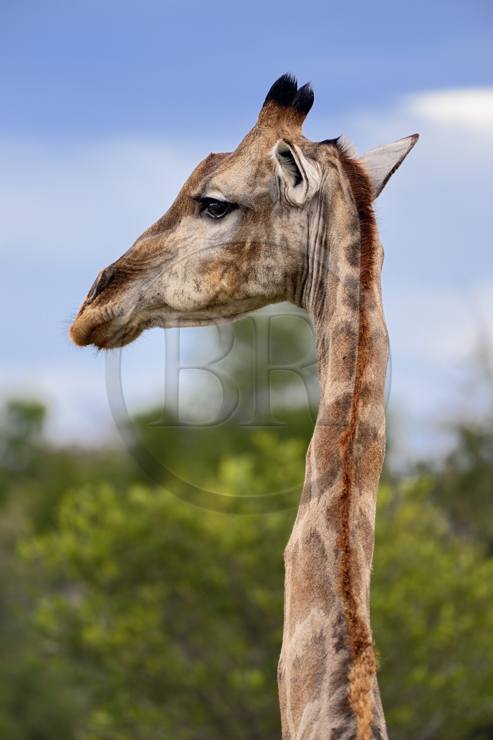 Namibie, région de Oshikoto, Parc National d'Etosha, girafe (Giraffa camelopardalis)