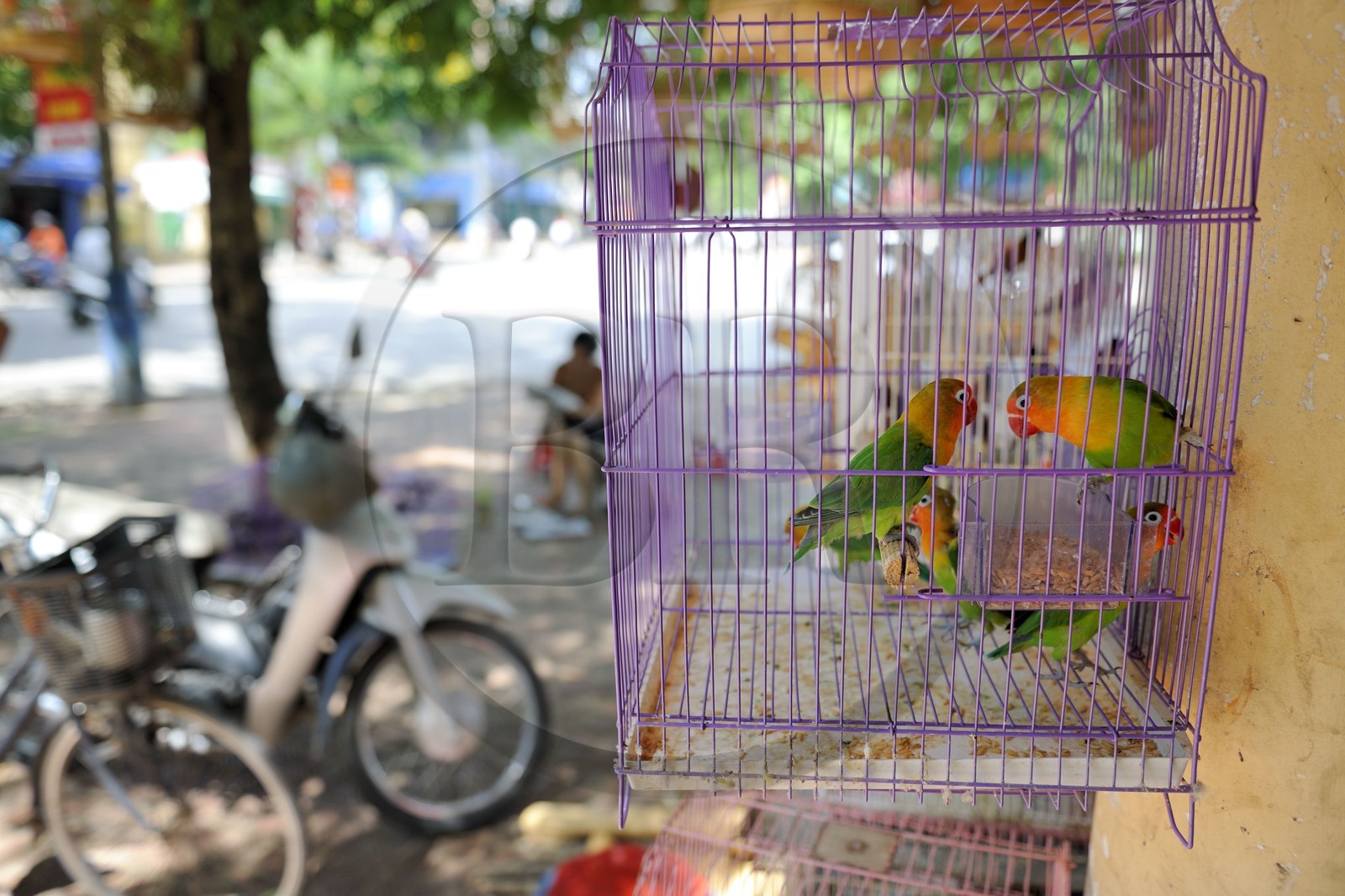 Vietnam, Haiphong, vente d'oiseaux en cages