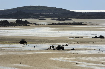 France, Manche, Iles Chausey, Clam culture