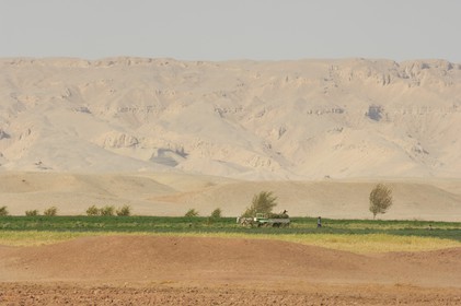 Egypte, désert libyque, oasis de Dakhla, travaux des champs