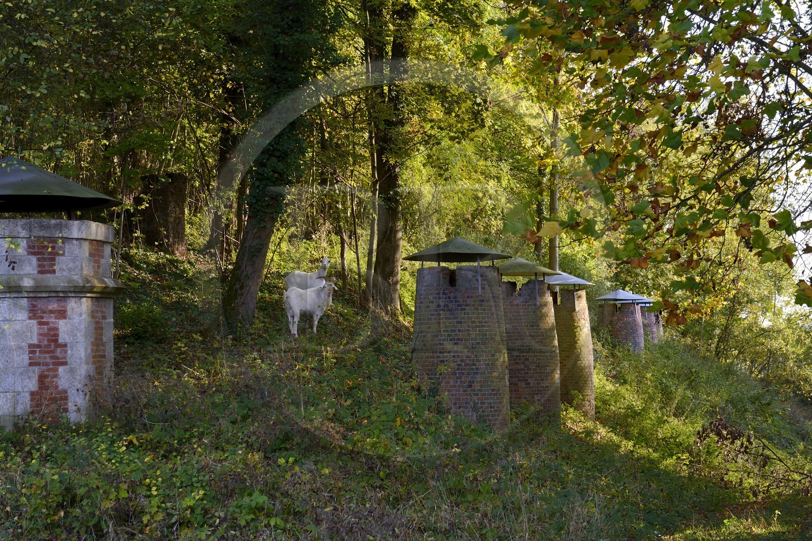 France, Meuse (55), Verdun, chèvres broutant dans la citadelle, cheminée d'aération à gauche et cheminée des fours à pain à droite