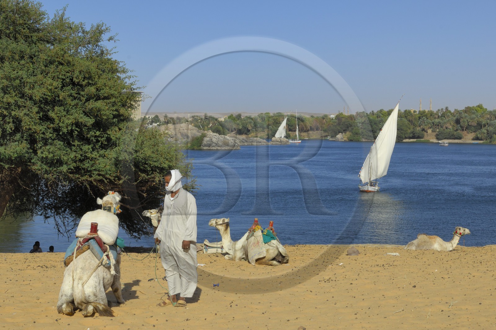 Egypt, Upper Egypt, Nubia, Nile Valley, Aswan, dromedaries on the sand dunes of the left bank