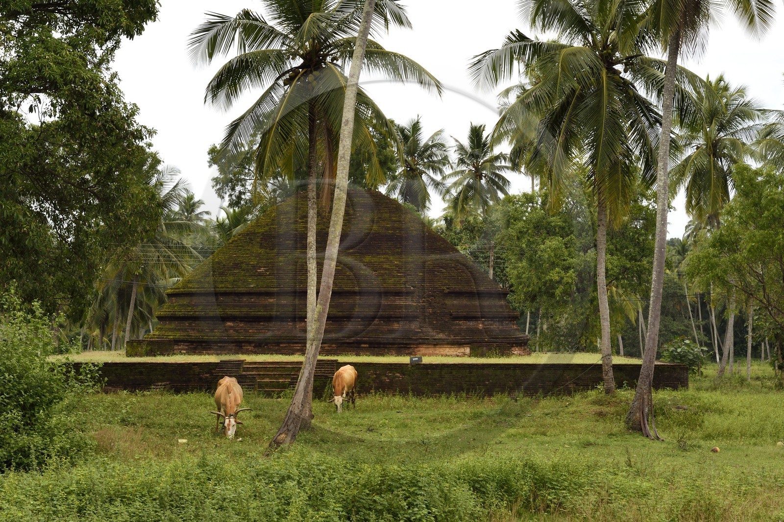 Sri Lanka, Central Province, Padeniya District, 12th century ruins of the Paduwasnuwara temporary capital, dagoba in the monks district