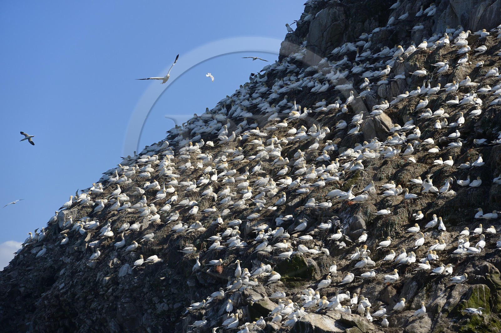 France, Côtes-d'Armor (22), Perros-Guirec, archipel et réserve ornithologique de Sept-Iles, Ile Rouzic, colonie de fous de Bassan (Morus bassanus), unique point de nidification en France pour plus de 20000 couples