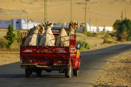 Egypte, Haute Egypte, Nubie, vallée du Nil, Assouan, la rive ouest, dromadaires sur un pick up