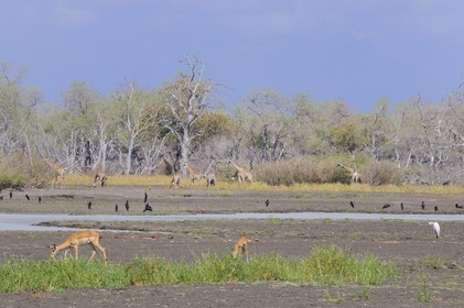 Tanzania, Selous Game Reserve is one of the largest fauna reserves of the world and designated a UNESCO World Heritage Site in 1982, giraffes (Giraffa camelopardalis) on the edge of the Rufiji River at dry season and impala