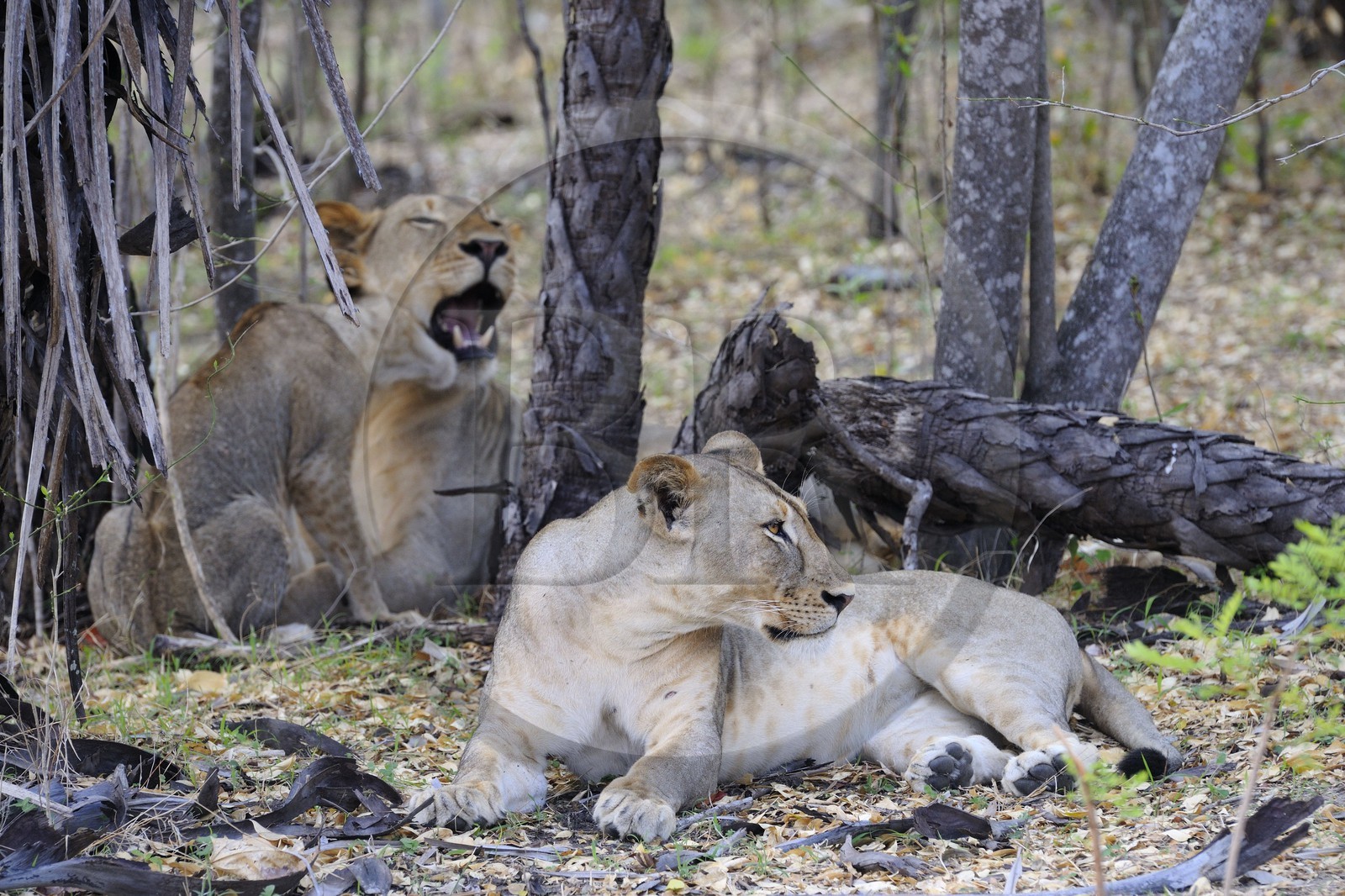 Tanzanie, Reserve de gibier de Selous une des plus grandes zones protégées au monde et inscrite sur la liste du patrimoine mondial de l’Unesco depuis 1982, lion et lionne (Panthera leo)