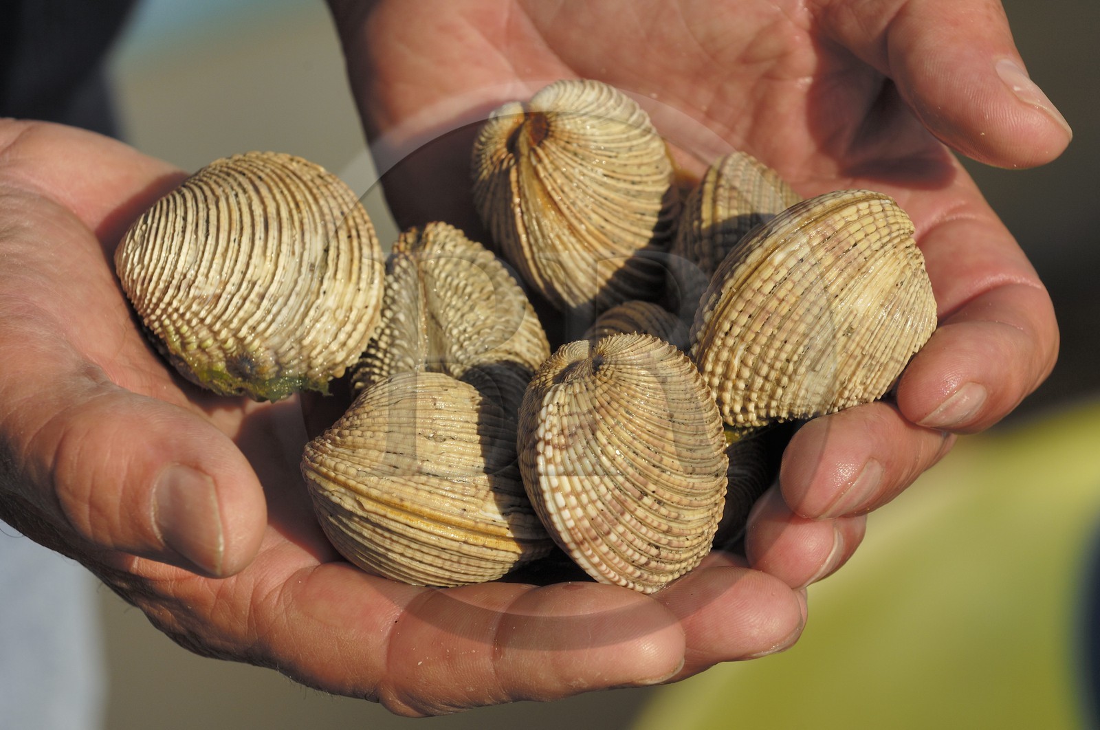 France, Manche (50), archipel des îles Chausey, praires