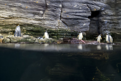 France, Finistère (29), Brest, Océanopolis, musée de la mer, manchot royal (Aptenodytes patagonicus) et Manchot papou (Pygoscelis papua) dans le  pavillon polaire