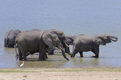 Tanzania, Selous Game Reserve is one of the largest fauna reserves of the world and designated a UNESCO World Heritage Site in 1982, African Bush Elephant (Loxodonta africana) bathing in the Lake Nzerakera