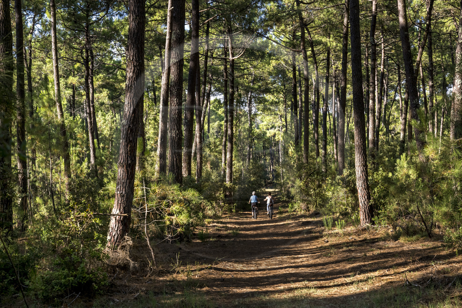 France, Charente-Maritime (17), Royan, La Tremblade, cyclistes utilisant des Fat Bikes sur les chemins sablonneux de la forêt domaniale de la Coubre et des Combots d’Ansoine qui longe l’Atlantique au nord de La Palmyre