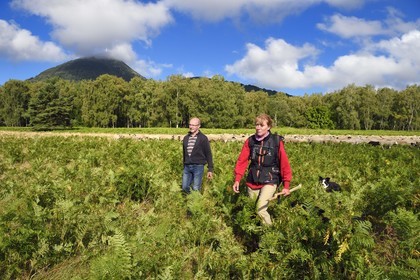 France, Puy-de-Dôme (63), Parc Naturel Régional des Volcans d'Auvergne, Chaine des Puys classée Patrimoine Mondial de l’UNESCO, la bergères Ostiane Vuillermoz et l'éleveur ovin Jean-Luc Tourreix avec son troupeau de brebis Rava au pied du volcan Puy de Dôme