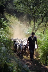 France, Puy de Dome, Aydat, Parc Naturel Régional des Volcans d'Auvergne (regional nature park of Auvergne volcanoes), the shepherd Esteban Gueneuc and his flock of sheep on the slopes of the Puy de Vichatel volcano, on the  the Vichatel Musette nature trail