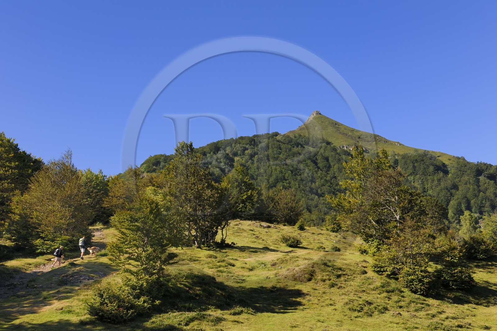 France, Cantal (15), monts du Cantal, Parc Naturel Régional des Volcans d' Auvergne, randonnée du col du Pertus au le Puy de la Poche