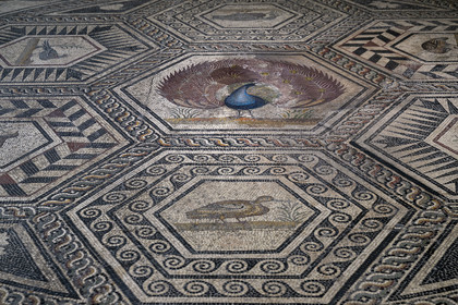 France, Vaucluse (84), Vaison-la-Romaine, site archéologique de Puymin, musée archéologique Théo Desplans, mosaïque de la Maison du Paon (milieu IIe siècle -fin IIIe siècle) située sur la colline du Puymin