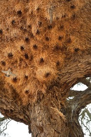 Namibia, Hardap region, a large social weaver bird nest in a acacia tree