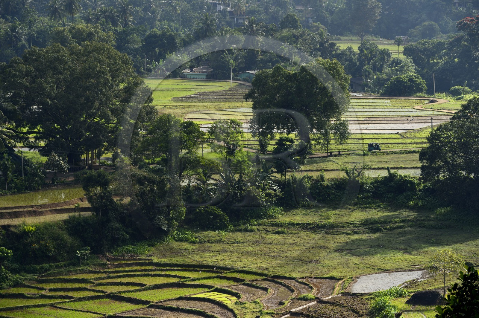 Sri Lanka, province du centre, district de Matale, rizières