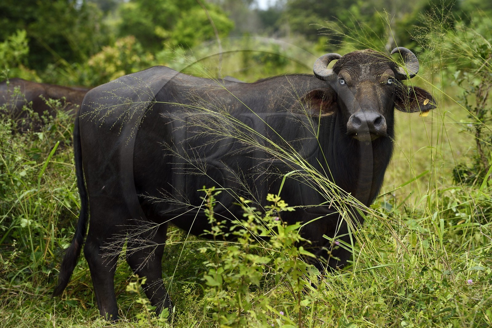 Sri Lanka, province de l'Est, région de Trincomalee, buffle