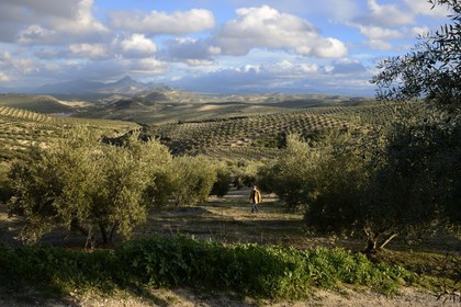 Espagne, Andalousie, province de Jaén, champs d'oliviers au sud de Martos entre Baena et Alcaudete, la Sierra Magina en arrière plan