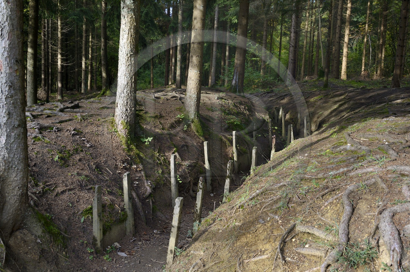 France, Meuse, Douaumont, battle of Verdun, boyau de Londres (London trench) under the Austrian black pine provided as War Damage,  this artery of communication made in 1917 connected Fort Douaumont to the rear lines