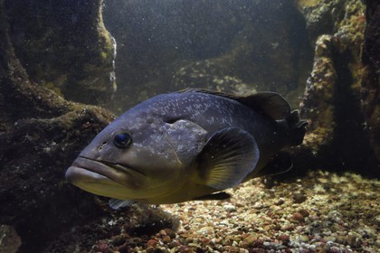 France, Var (83), Ile des Embiez, l'institut océanographique Paul Ricard, mérou brun (Epinephelus marginatus)