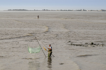 France, Charente Maritime, Port-des-Barques, hand net fisherman and cyclist using the Passe aux Boeufs tombolo which connects the continent to Ile Madame with rising tide in the background