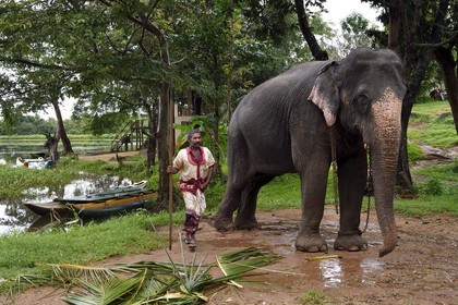 Sri Lanka, Central Province, Matale District, Sigiriya, elephant with its elephant driver