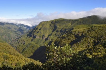 Portugal, Ile de Madère, randonnée par la levada do Alecrim dans La forêt de Rabaçal, la laurisilva, unique vestige de la forêt primaire qui recouvrait le sud de l’Europe il y a des millions d’années, la vallée sauvage de 18 km Ribeira da Janela qui descend vers la mer