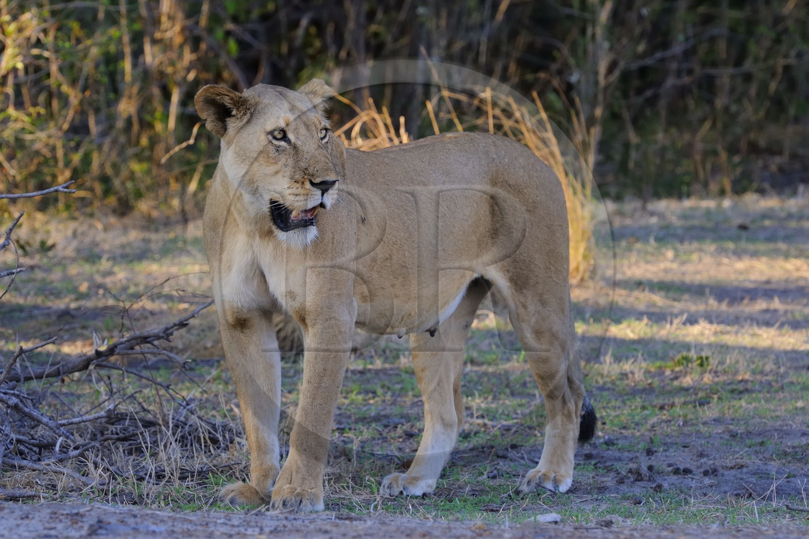 Tanzanie, Reserve de gibier de Selous une des plus grandes zones protégées au monde et inscrite sur la liste du patrimoine mondial de l’Unesco depuis 1982, une lionne
