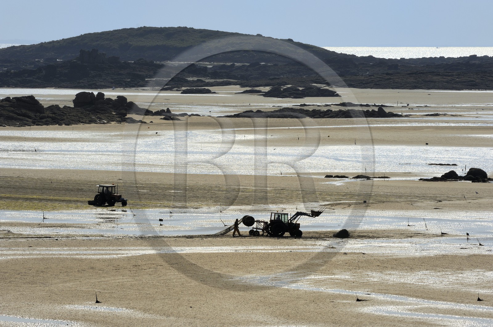 France, Manche (50), archipel des îles Chausey, culture de la Palourde