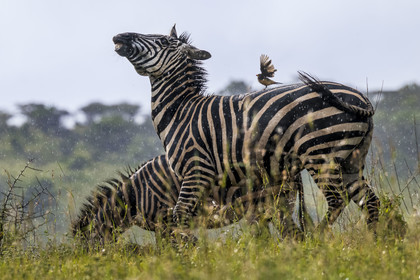 Rwanda, Akagera National Park, plains zebra (Equus quagga) and  yellow-billed oxpecker (Buphagus africanus) on its back in the rain