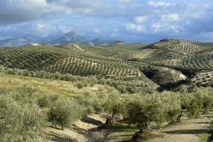 Espagne, Andalousie, province de Jaén, champs d'oliviers au sud de Martos entre Baena et Alcaudete, la Sierra Magina en arrière plan