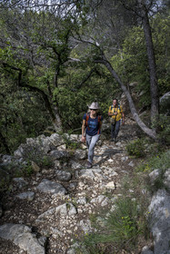 France, Vaucluse (84), Dentelles de Montmirail, Crestet, randonneurs sur le GR 4 traversant une foret de chêne vert