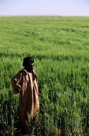 Libye, région du désert, Le Fezzan (Sahara), projet agricole de Berjouge en bordure de l' erg de Mourzouk (désert)