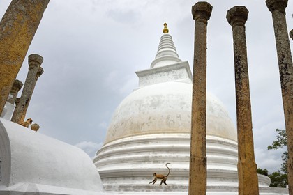 Sri Lanka, Sri Lanka, North Central Province, Anuradhapura archeological site listed as World Heritage by UNESCO, former capital of Sri Lanka at 3rd century BC, the Buddhist sacred place of veneration Thuparama Dagoba