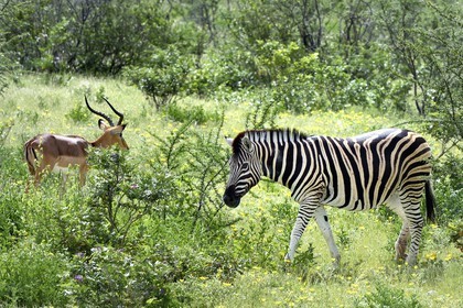 Namibia, Oshikoto region, Etosha National Park, Burchell's zebra (Equus burchellii) and male Black-faced Impala (Aepyceros melampus petersi)