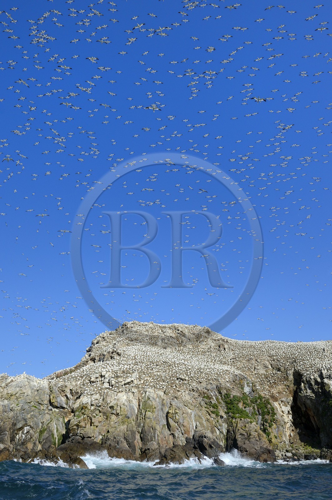France, Côtes-d'Armor (22), Perros-Guirec, archipel et réserve ornithologique de Sept-Iles, Ile Rouzic, colonie de fous de Bassan (Morus bassanus), unique point de nidification en France pour plus de 20000 couples