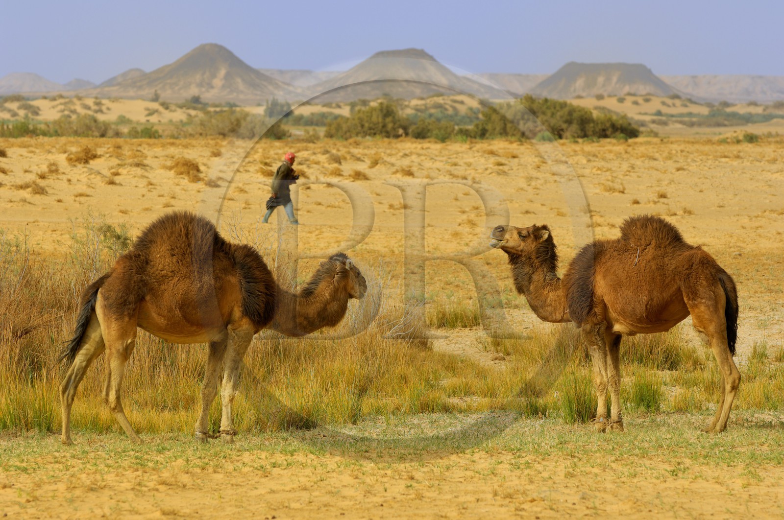 Egypte, Basse-Egypte, désert libyque, oasis de Bahariya (Bahareyya), élevage de dromadaires