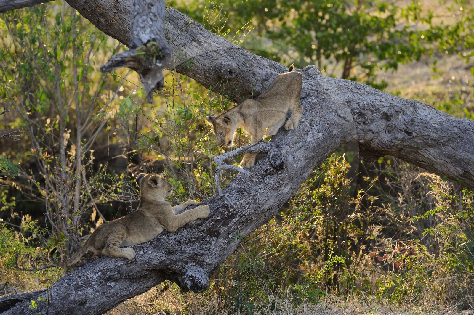 Tanzania, Selous Game Reserve is one of the largest fauna reserves of the world and designated a UNESCO World Heritage Site in 1982, lion cubs