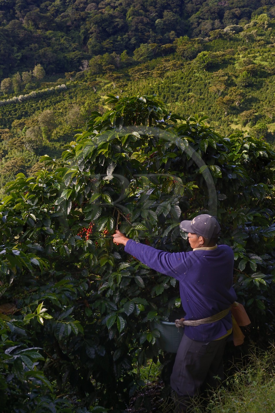 Panama, province de Chiriqui, Boquete, plantation de café Finca Lerida, cueillette des grains de café sur les pentes du volcan Baru par un amérindien Nägbe