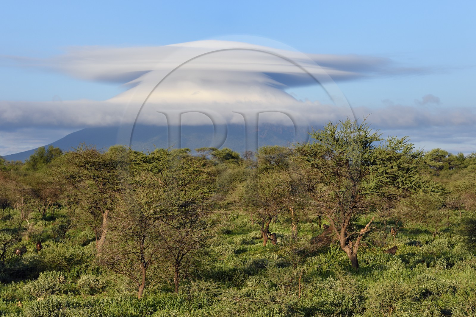 Namibie, région de Otjozondjupa, Otjiwarongo, nuage lenticulaire (altocumulus lenticularis) multiple qui coiffe une des montagnes jumelles d'Omataco près de Otjiwarongo et groupe de babouins chacma (Papio ursinus) au premier plan