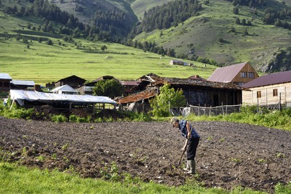 Georgia, Kakheti, Tusheti National Park, village of Diklo at the Dagestan (Russia) border, farmer in his field