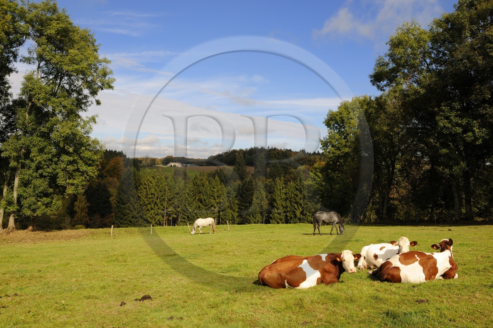 France, Vosges (88), Plombières-les-Bains, vaches et chevaux dans les prés