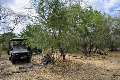 Tanzanie, Reserve de gibier de Selous une des plus grandes zones protégées au monde et inscrite sur la liste du patrimoine mondial de l’Unesco depuis 1982, observation de lions (Panthera leo) depuis le 4x4