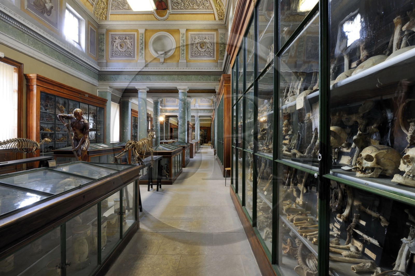 France, Herault, Montpellier, historical center, Medecine University, Anatomy Museum