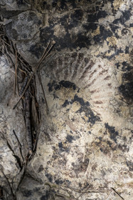France, Vaucluse (84), Dentelles de Montmirail, Crestet, fossile d'ammonite datant du crétacé inférieur