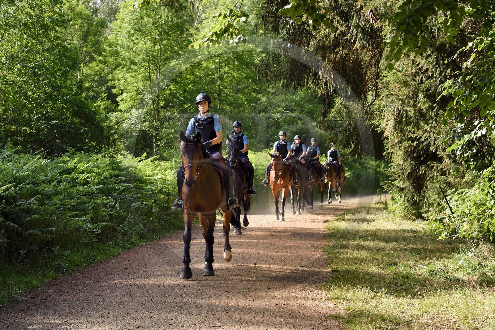 France, Puy-de-Dôme (63), Parc Naturel Régional des Volcans d'Auvergne, Chaine des Puys classée Patrimoine Mondial de l’UNESCO, gendarmes à cheval dans la forêt au pied du volcan Puy de Dôme
