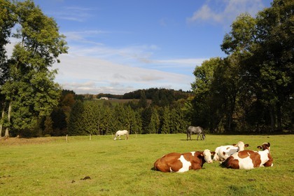 France, Vosges (88), Plombières-les-Bains, vaches et chevaux dans les prés