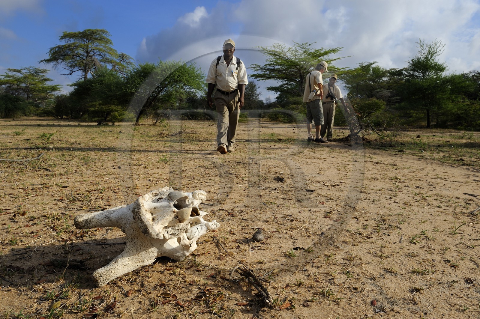 Tanzanie, Reserve de gibier de Selous une des plus grandes zones protégées au monde et inscrite sur la liste du patrimoine mondial de l’Unesco depuis 1982, Safari à pied en compagnie d'un ranger du Selous Camp, crâne de girafe