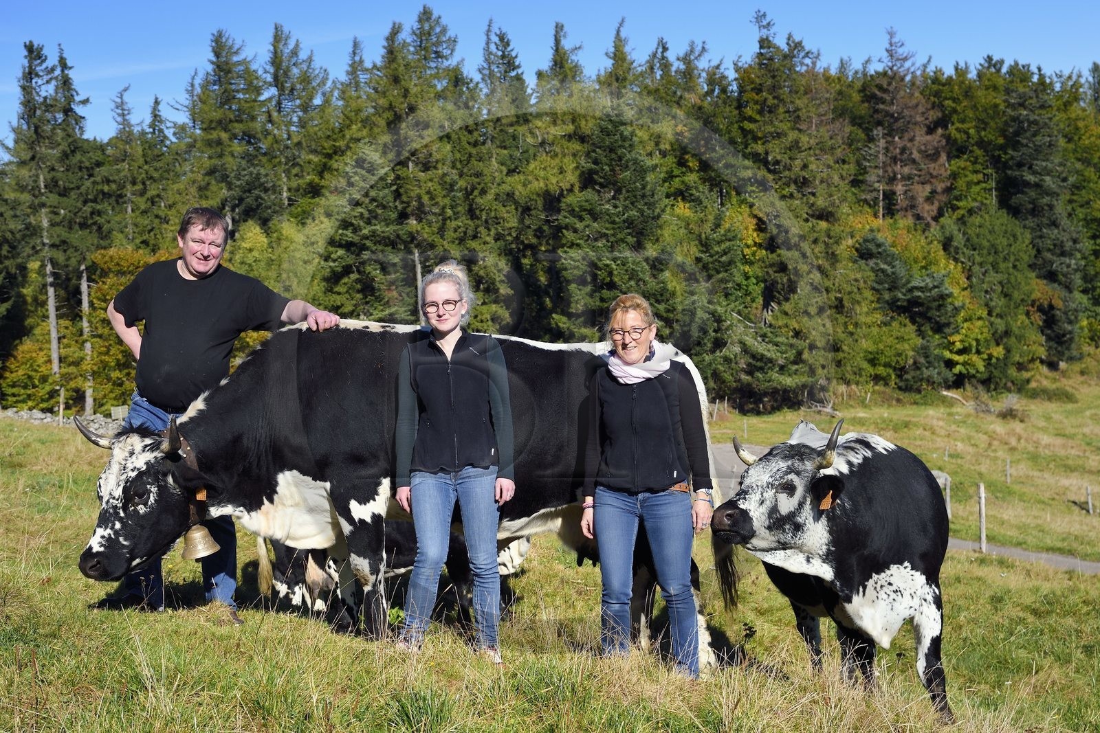 France, Haut-Rhin (68), Wasserbourg, Ferme-auberge Buchwald, le marcaire Michel Wehrey, sa femme Mireille et sa fille Julie avec leurs vaches de race vosgiennes